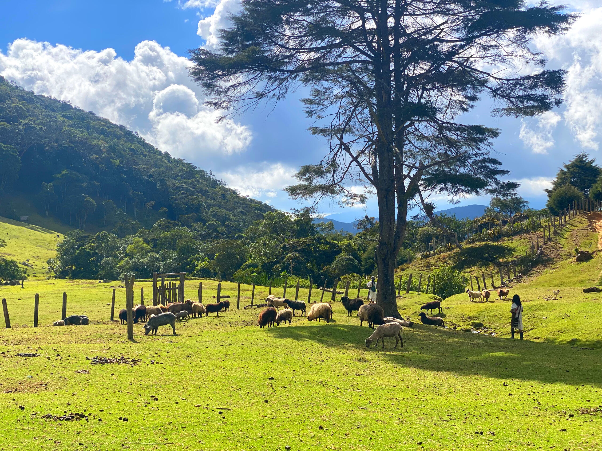 Heard the sheep into the pasture