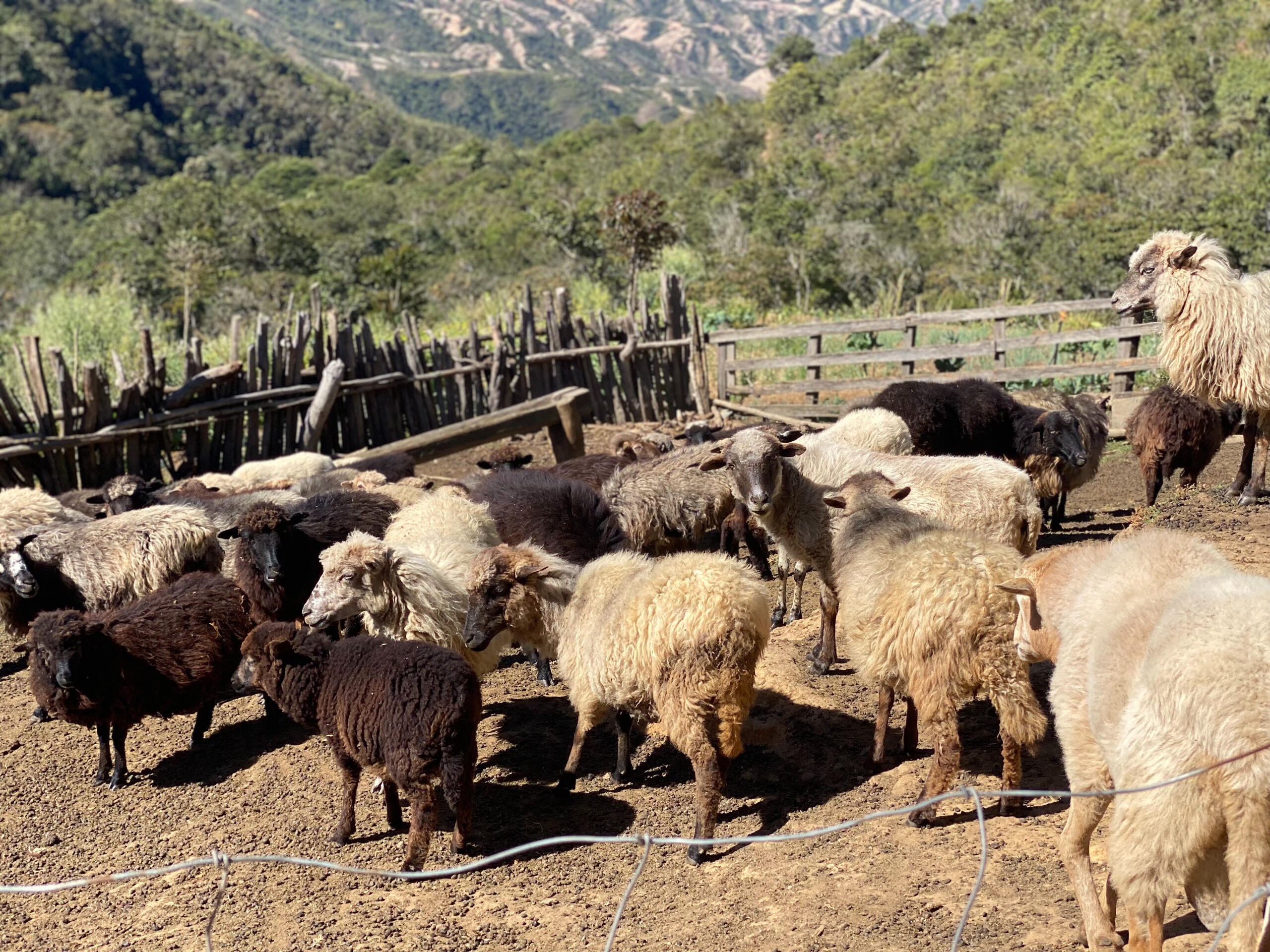 Gather the sheep close